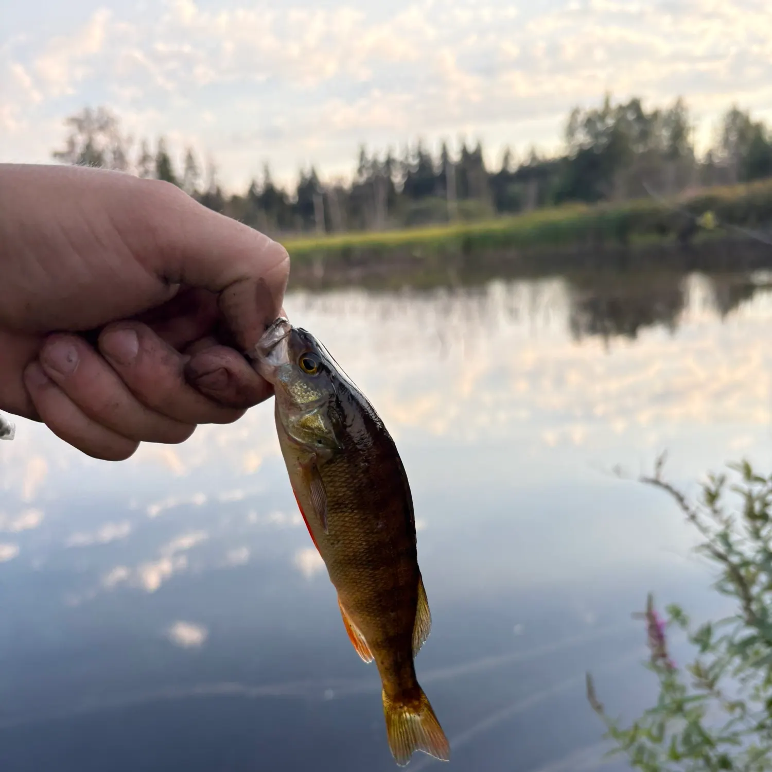 Yellow perch caught on Fishbrain