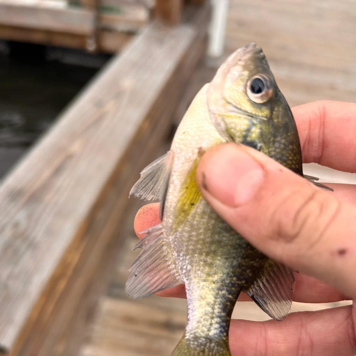 Bluegill caught on Fishbrain
