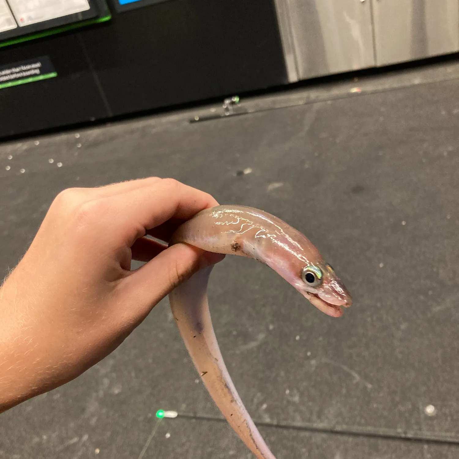 The most recent Common pike conger catches on Fishbrain