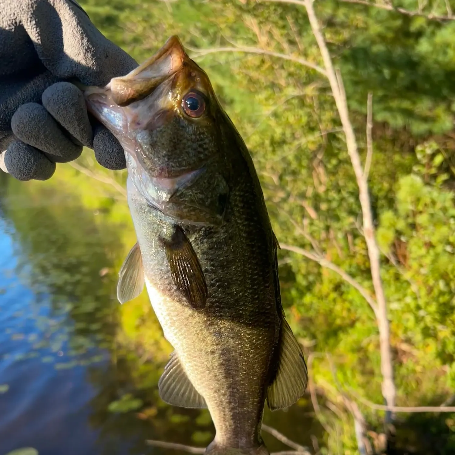 Largemouth bass caught on Fishbrain