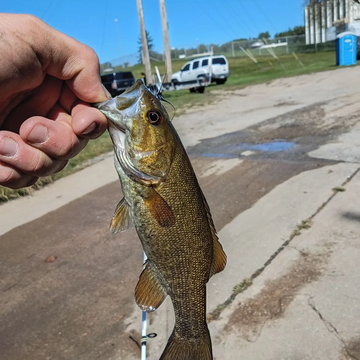 Smallmouth bass caught on Fishbrain