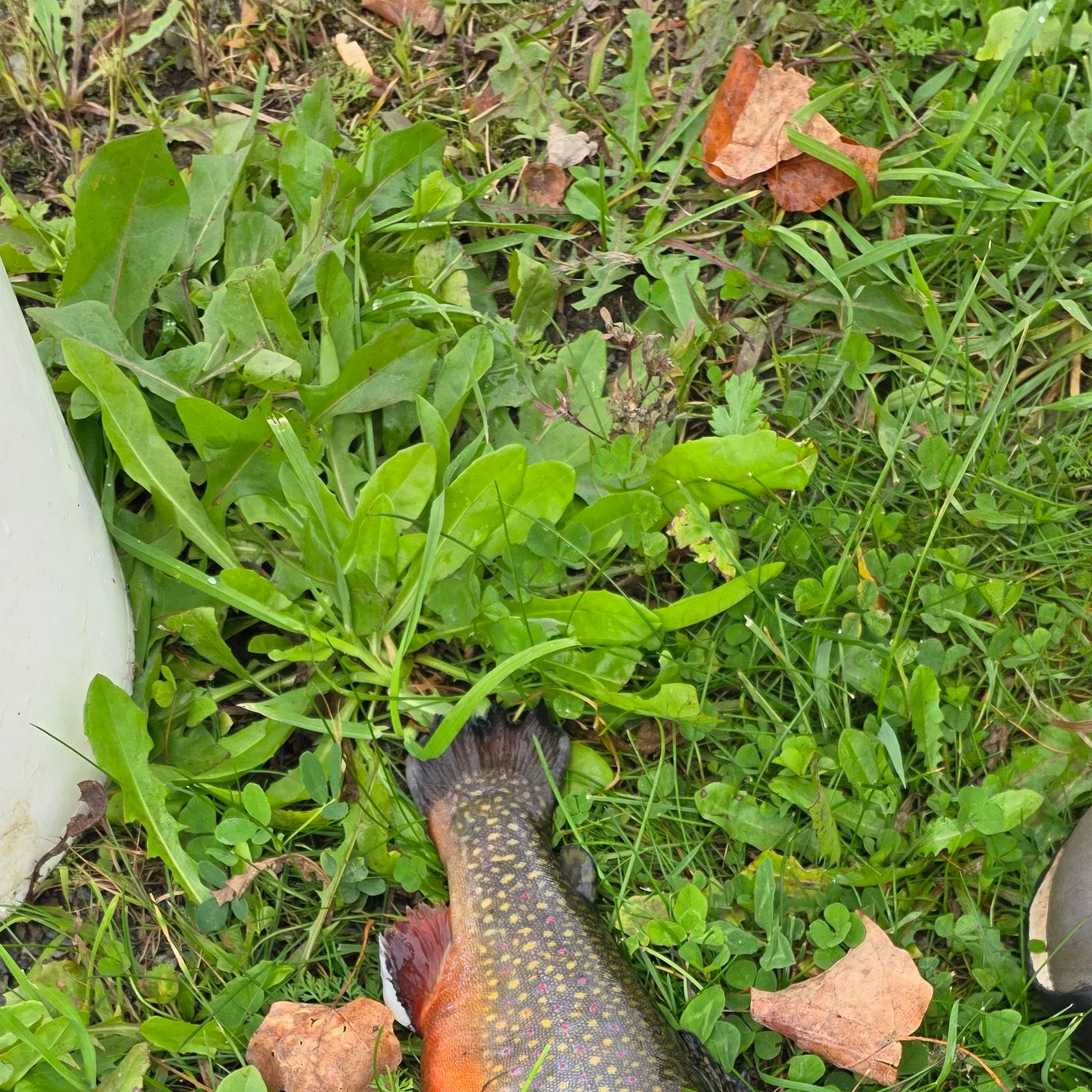 Fish caught on Fishbrain