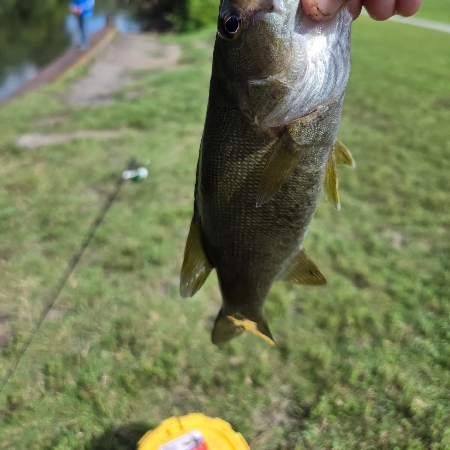 Smallmouth bass caught on Fishbrain