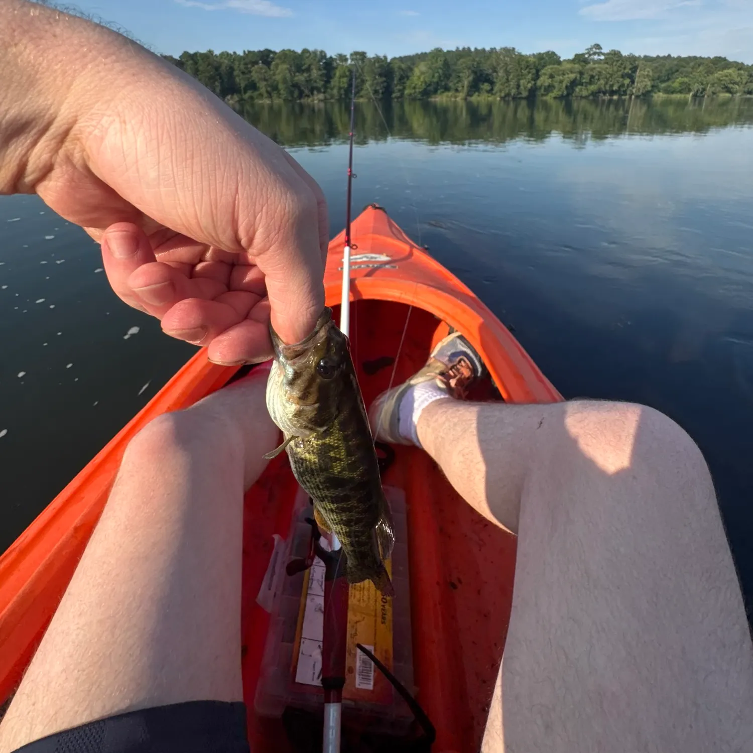 The most recent Bartram's bass catches on Fishbrain