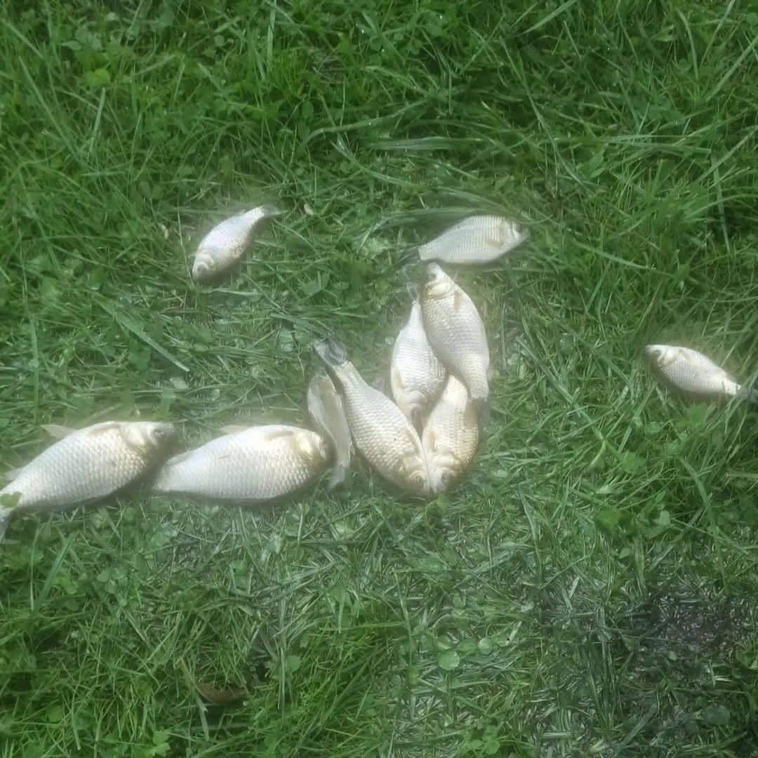 Common roach caught on Fishbrain