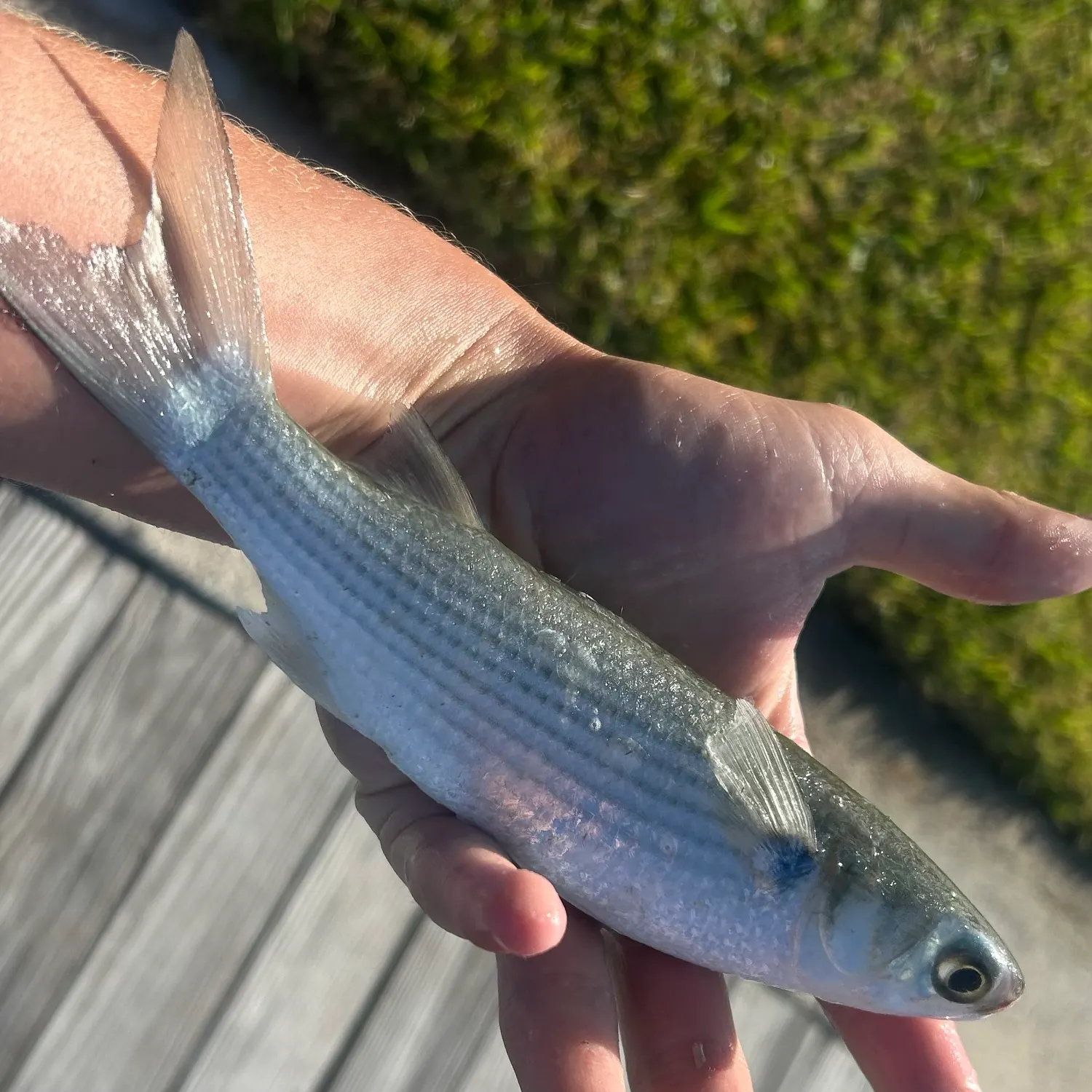 Striped mullet caught on Fishbrain
