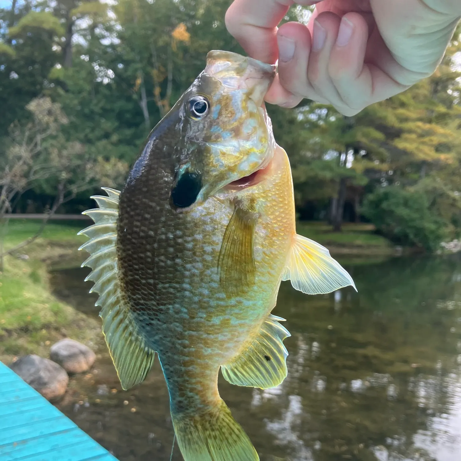 Greengill hybrid caught on Fishbrain