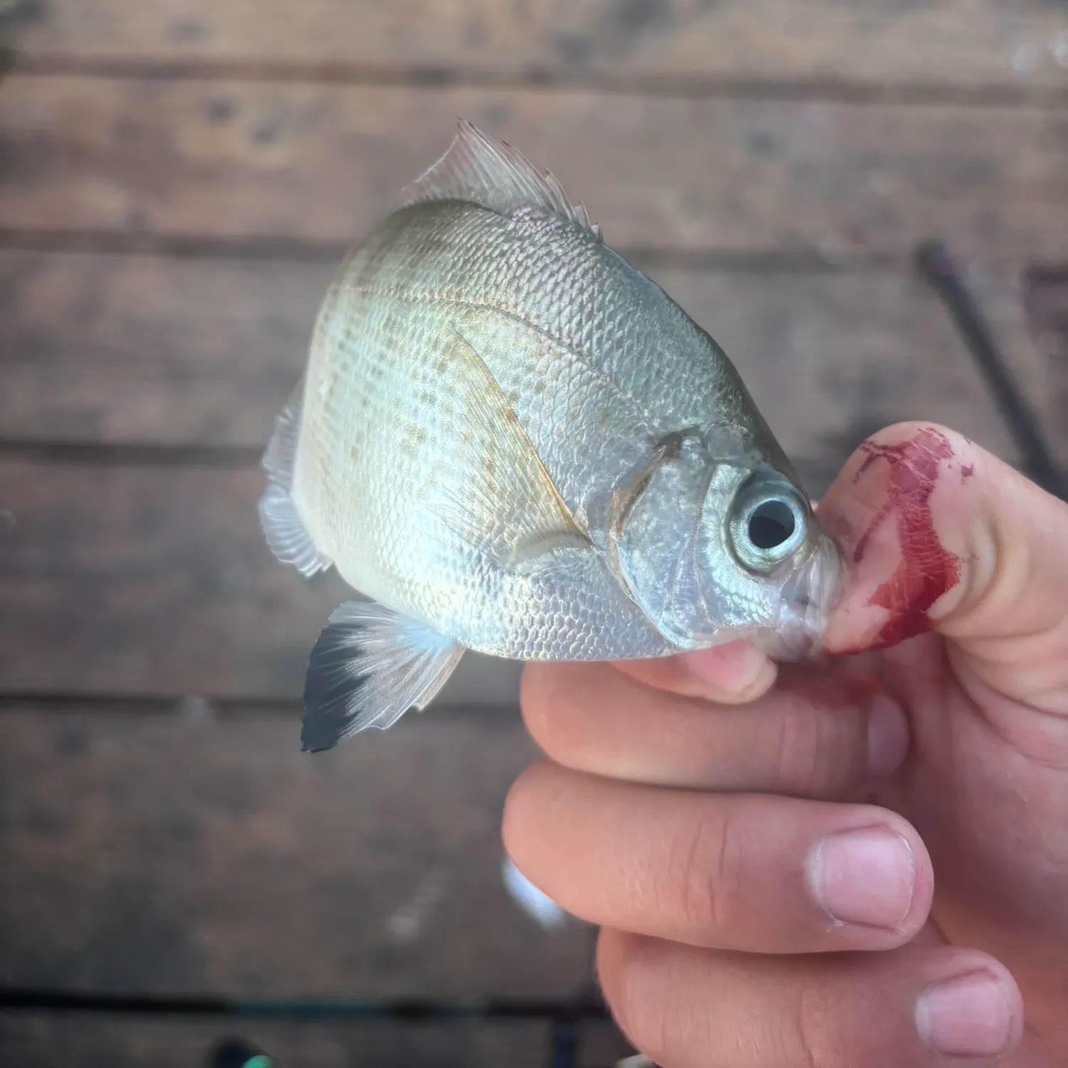 The most recent Walleye surfperch catches on Fishbrain