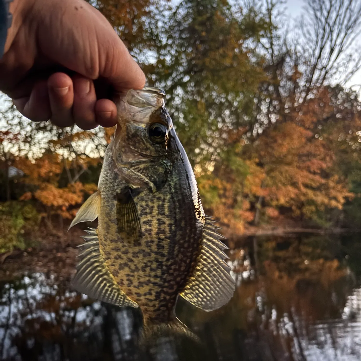 Black crappie caught on Fishbrain