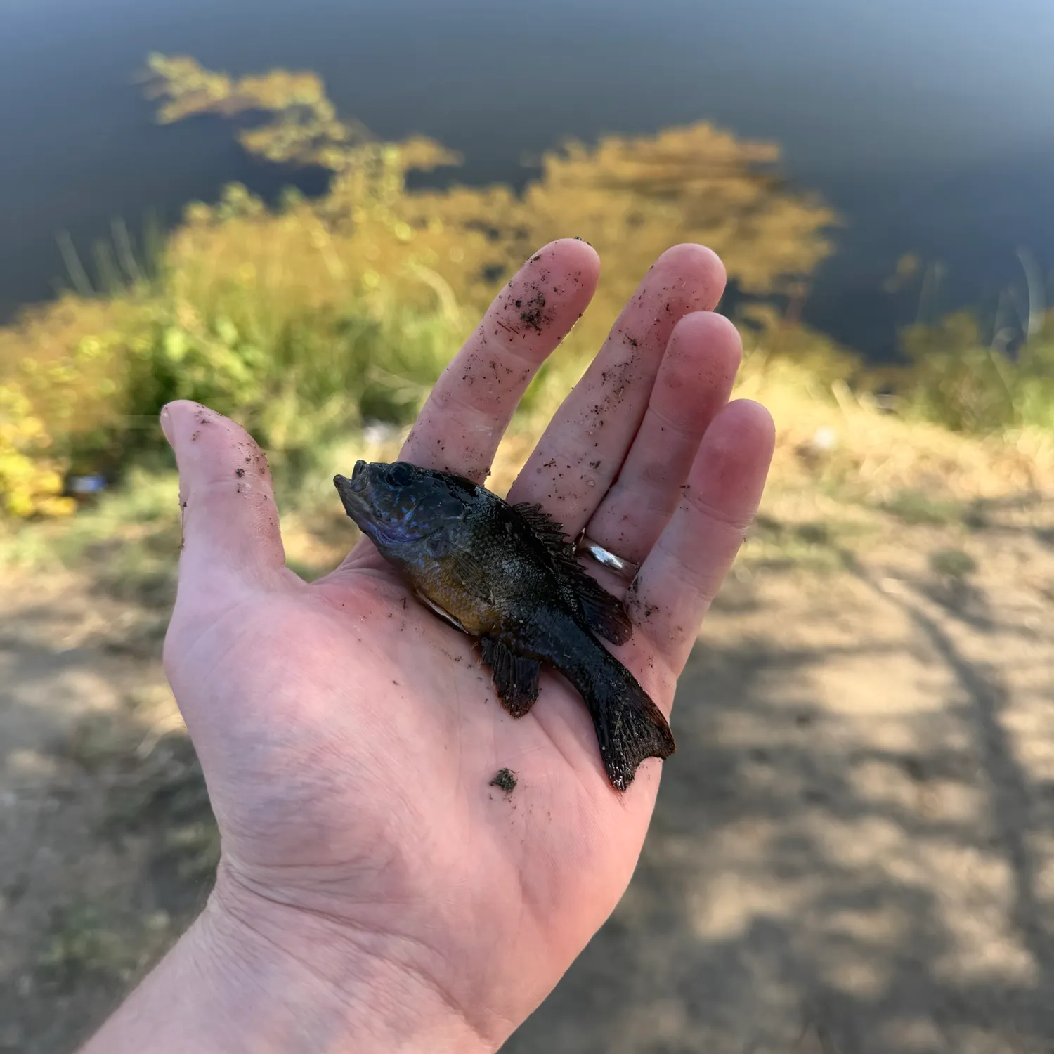 Greengill hybrid caught on Fishbrain