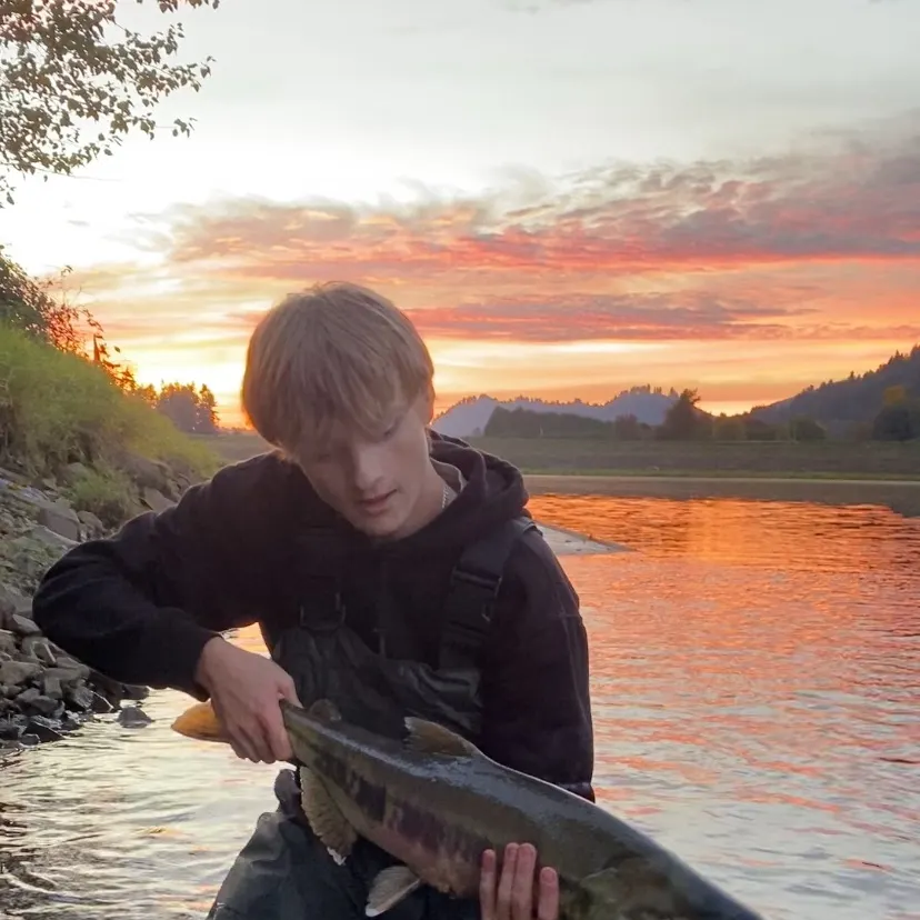 Chum salmon caught on Fishbrain