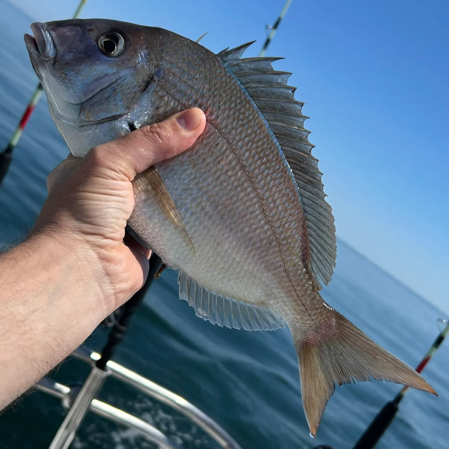 The most recent Scup catches on Fishbrain