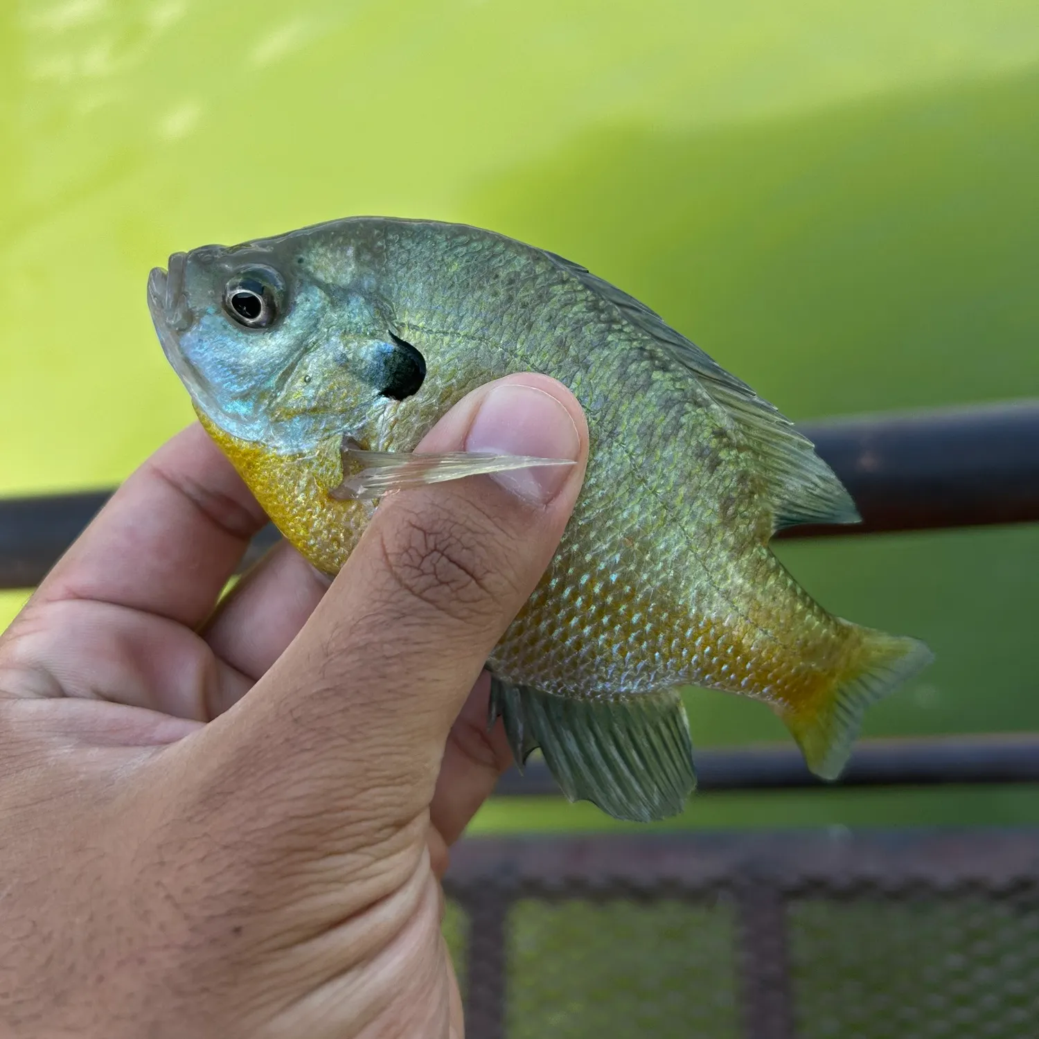Bluegill caught on Fishbrain