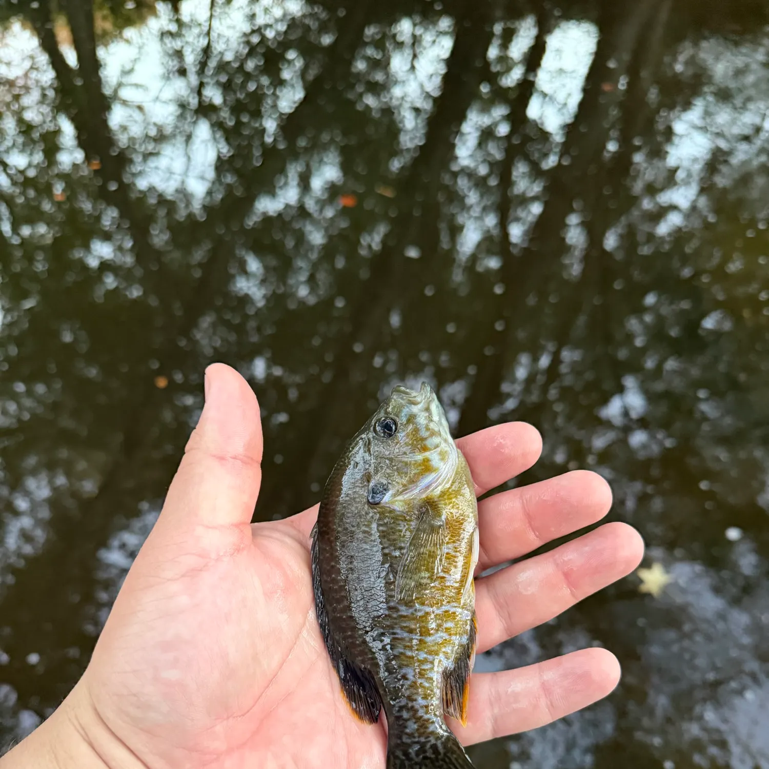 Greengill hybrid caught on Fishbrain