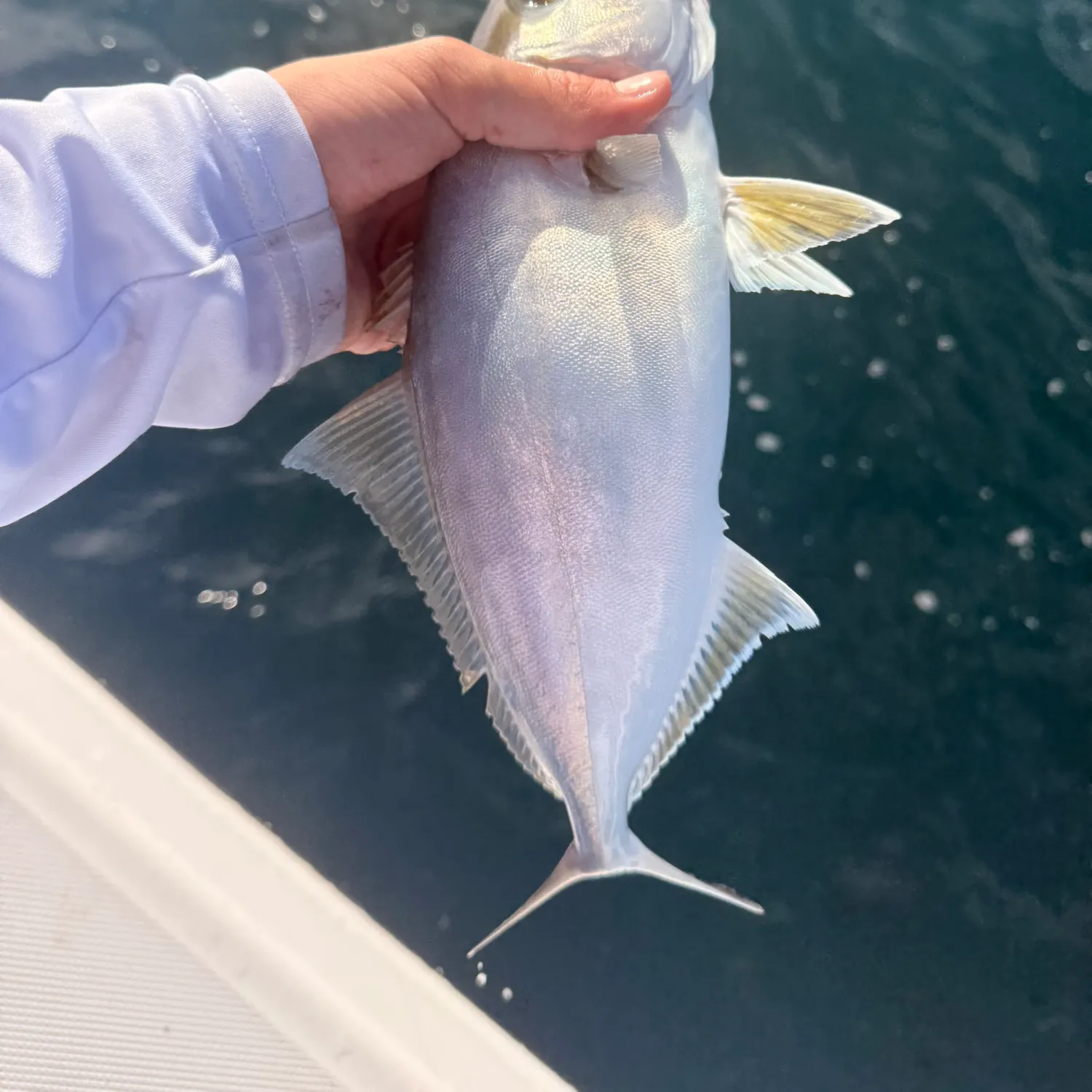 The most recent Lesser amberjack catches on Fishbrain