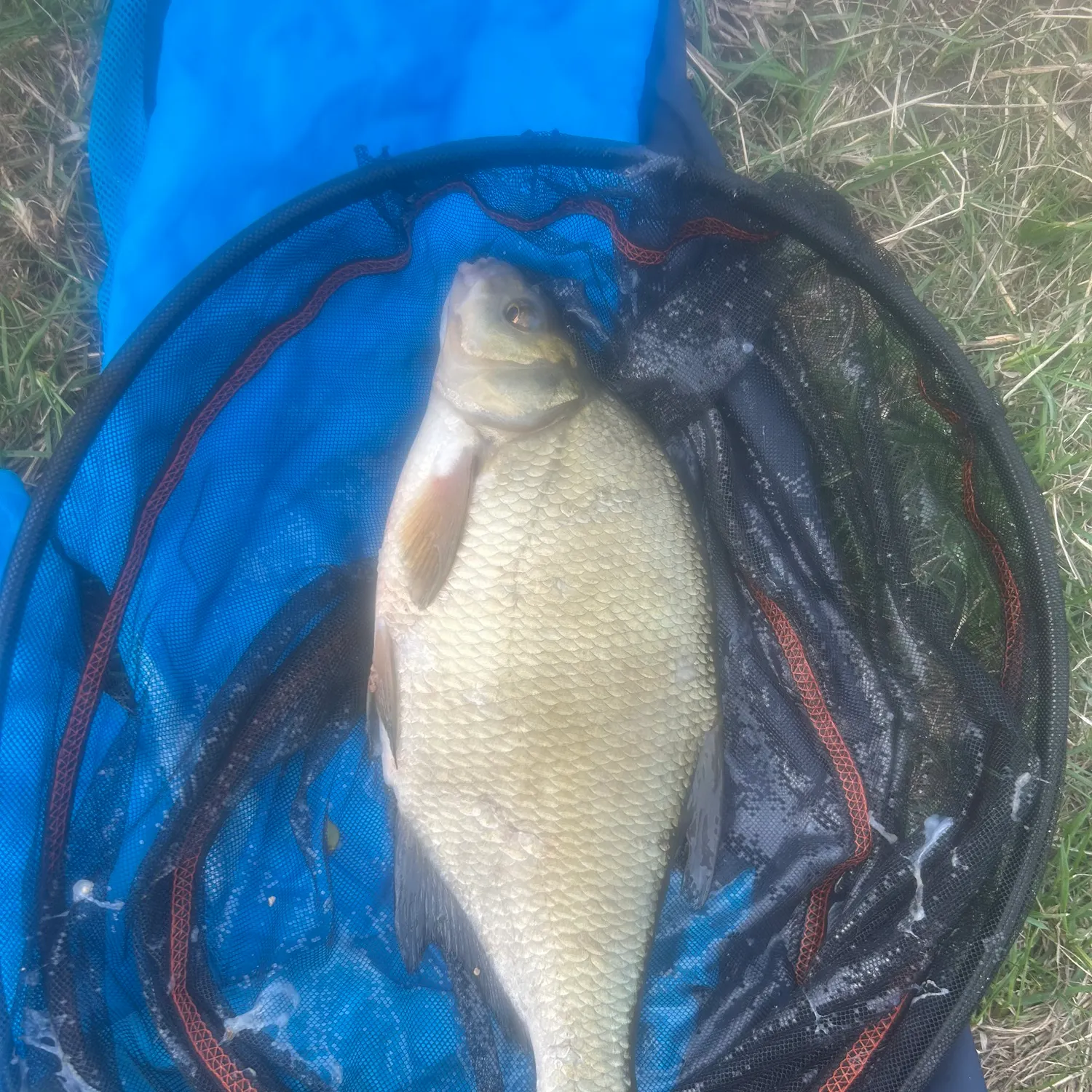Common bream caught on Fishbrain