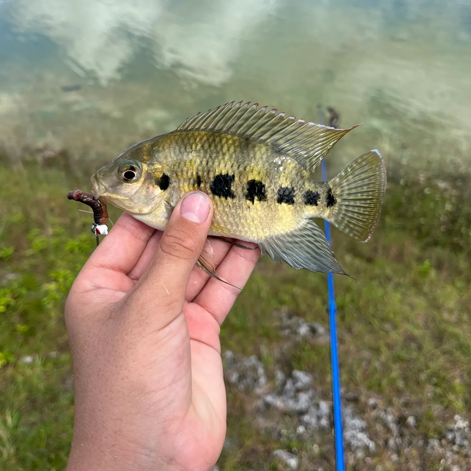 Spotted tilapia caught on Fishbrain