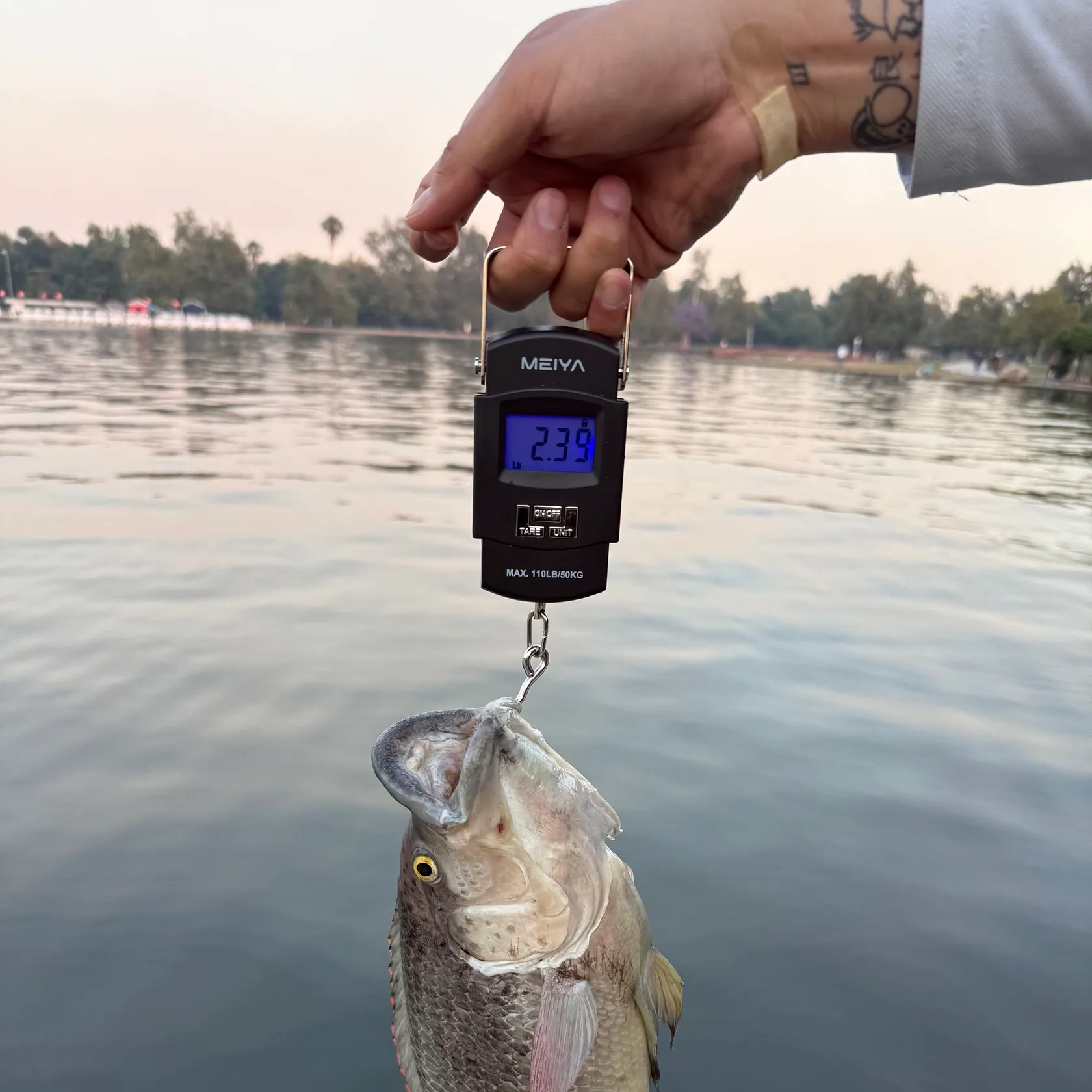 recently logged catches