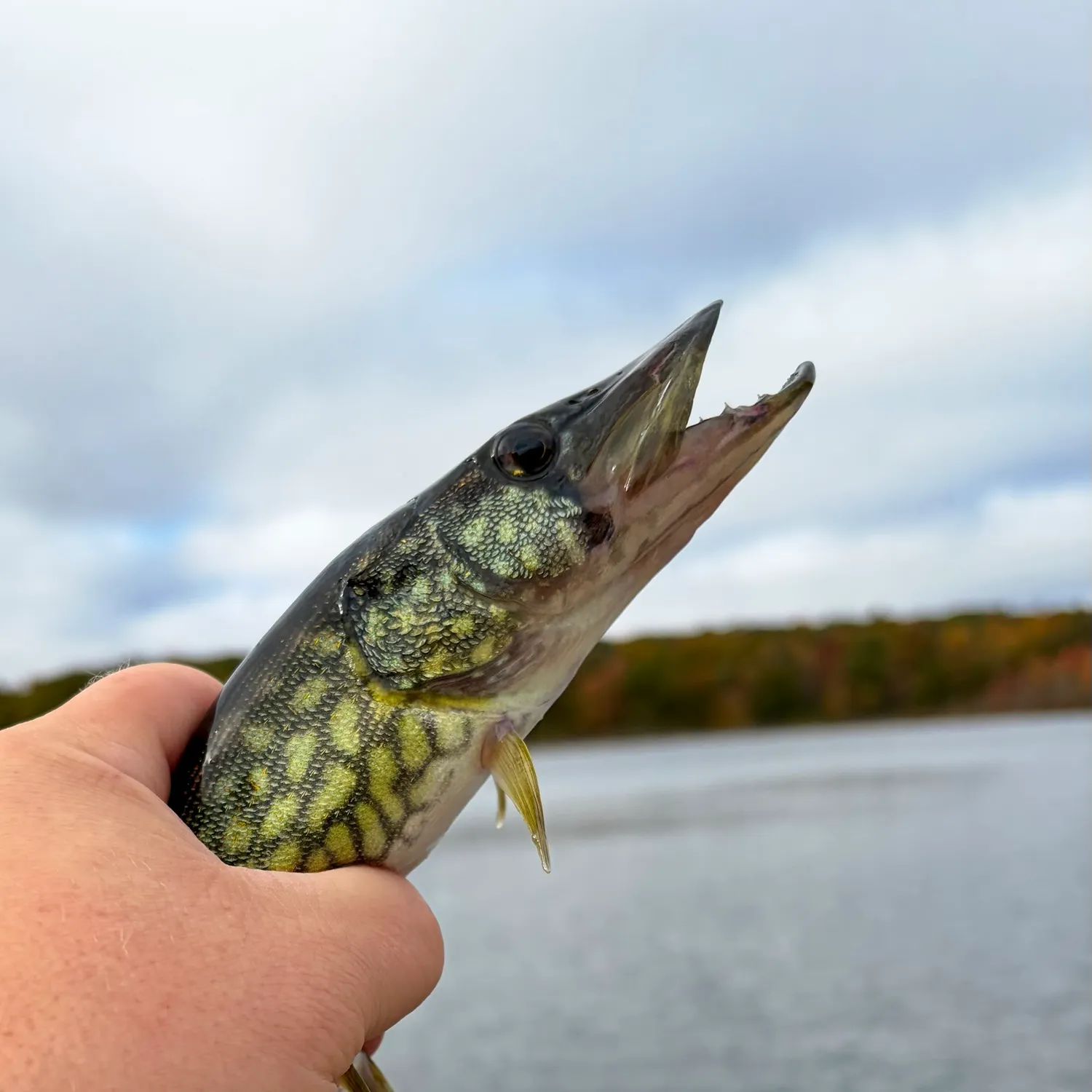 Chain pickerel caught on Fishbrain