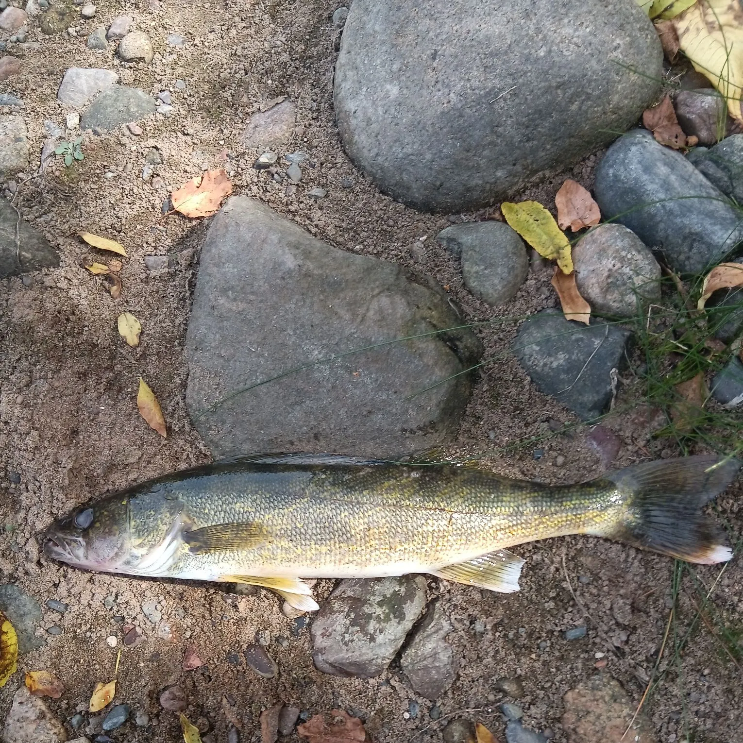 The most recent Walleye catches on Fishbrain