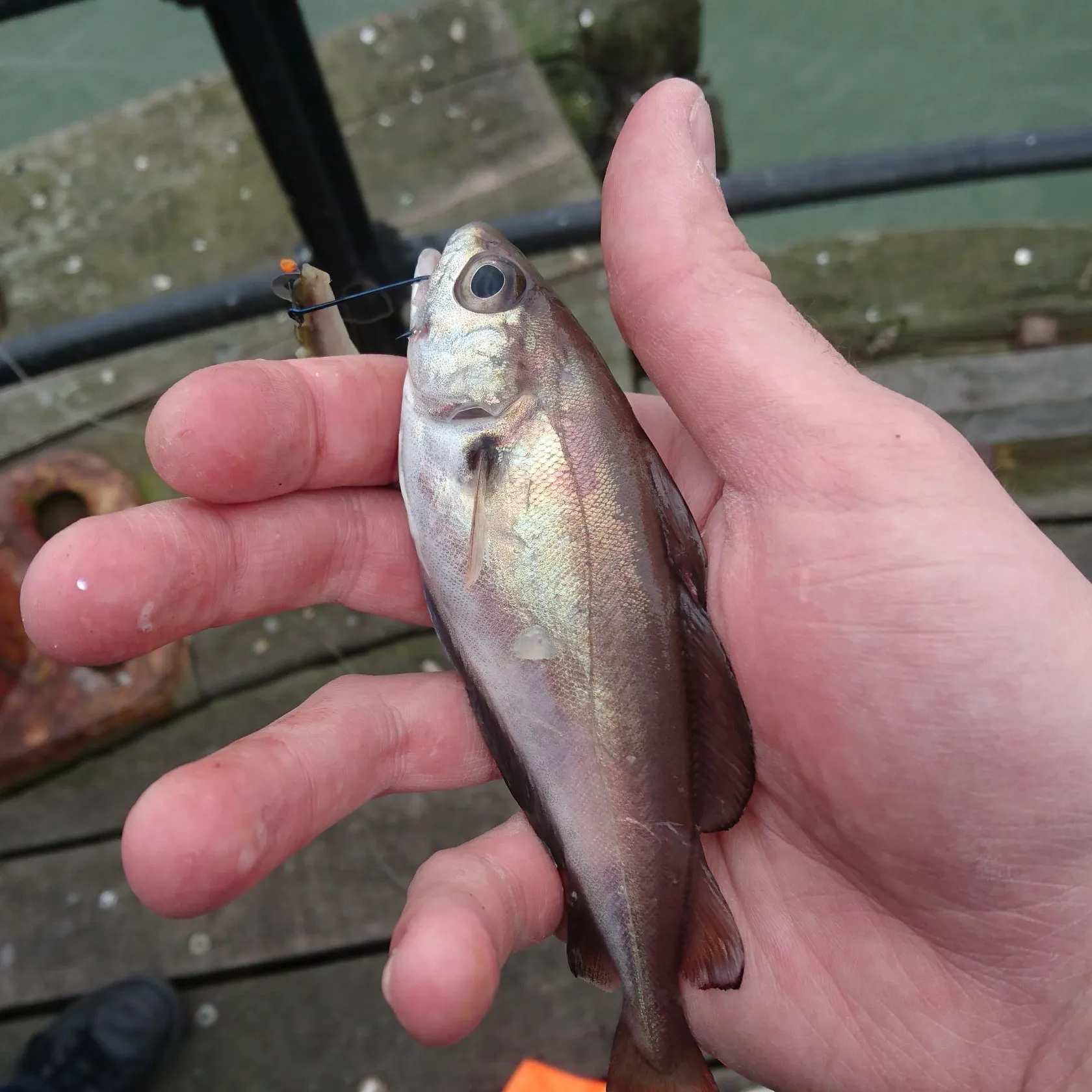 The most recent Pouting catches on Fishbrain