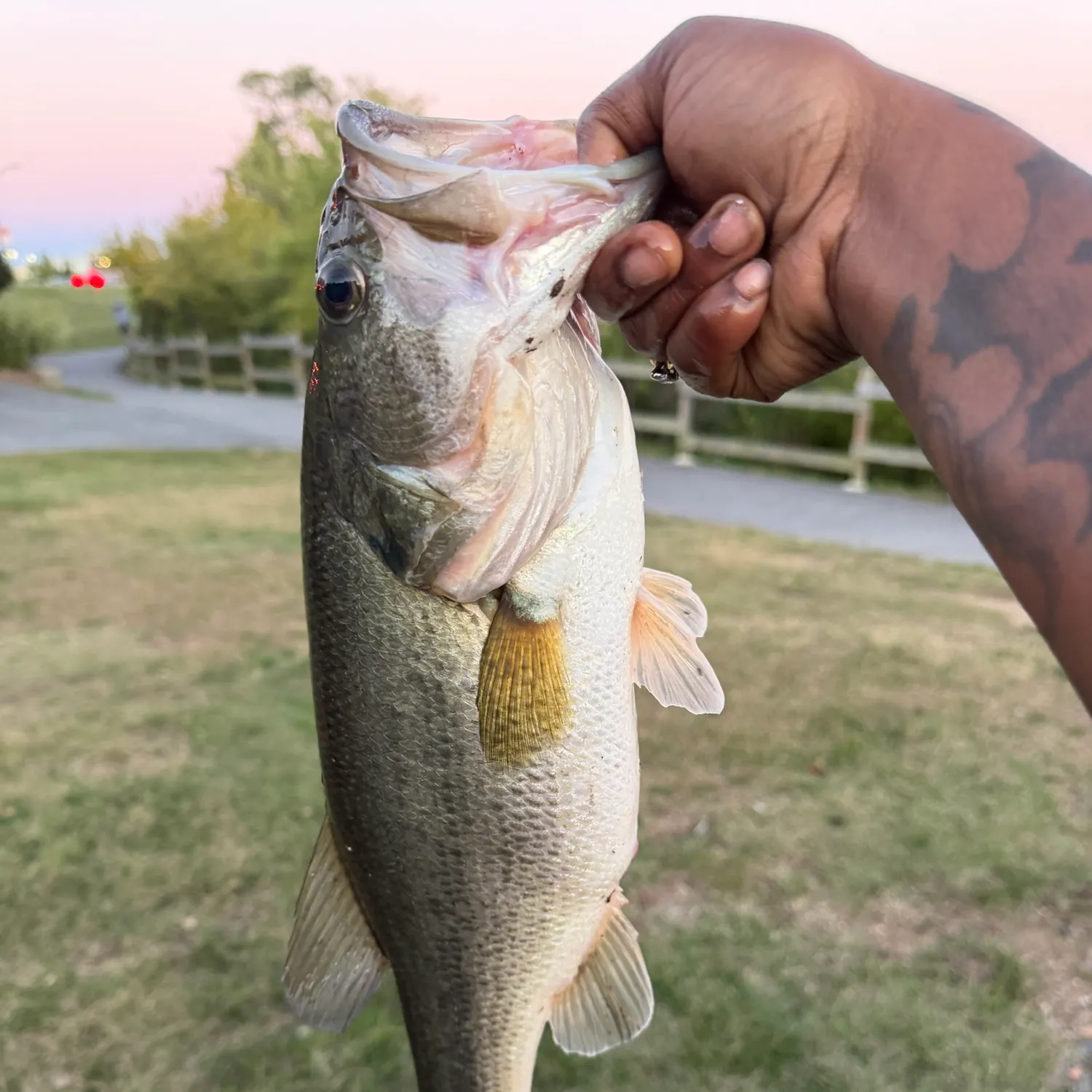Largemouth bass caught on Fishbrain