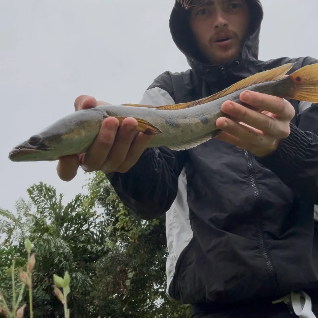 The most recent Goldline snakehead catches on Fishbrain