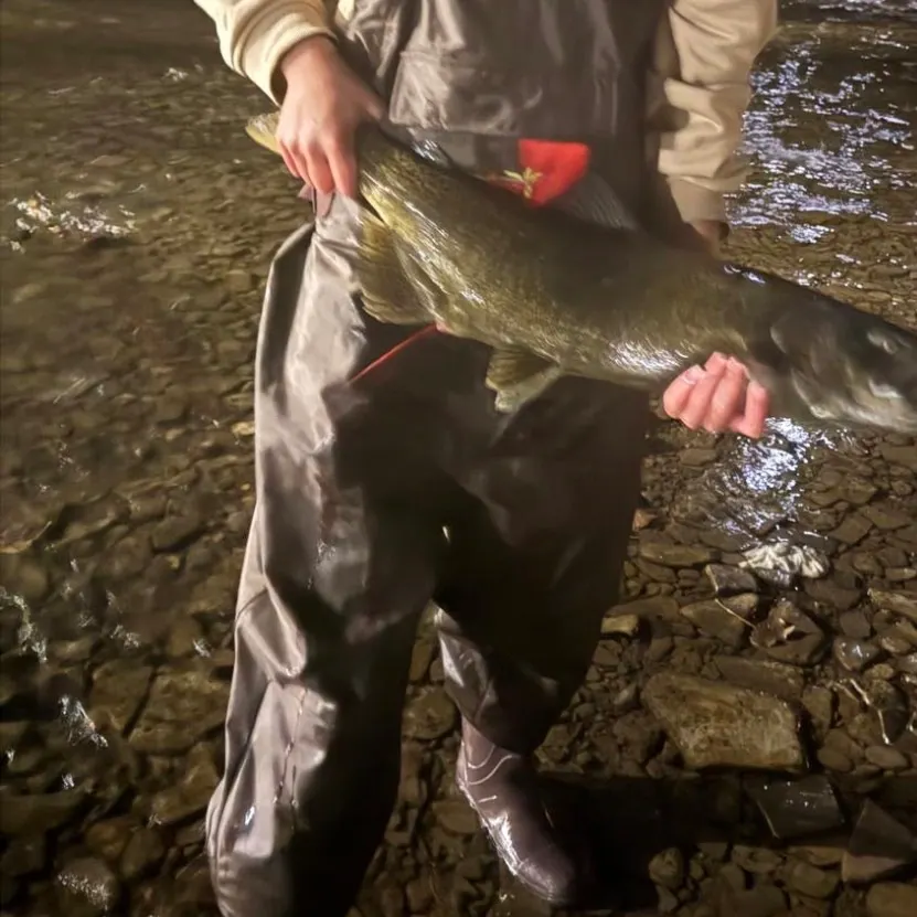 Chinook salmon caught on Fishbrain