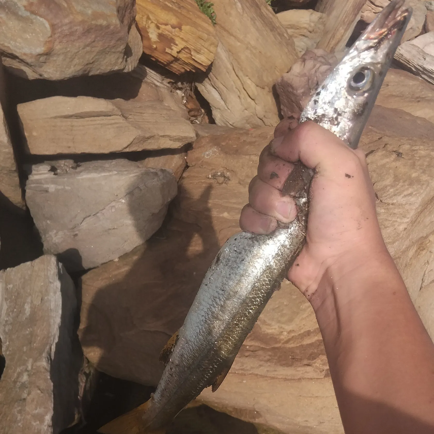 The most recent Yellowtail barracuda catches on Fishbrain