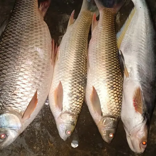 Fishing in India ️️️️ Explore the best fishing spots and areas