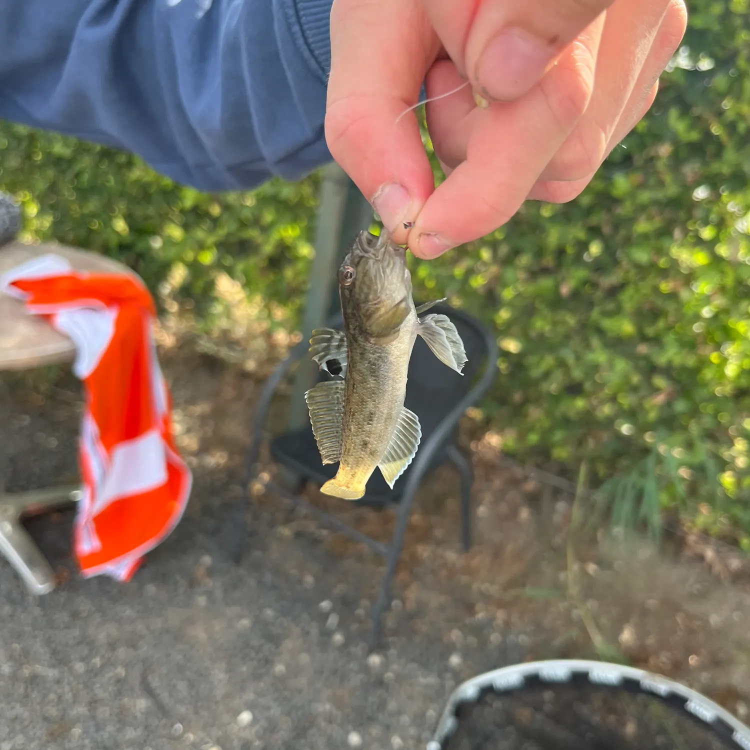 The most recent Gudgeon catches on Fishbrain
