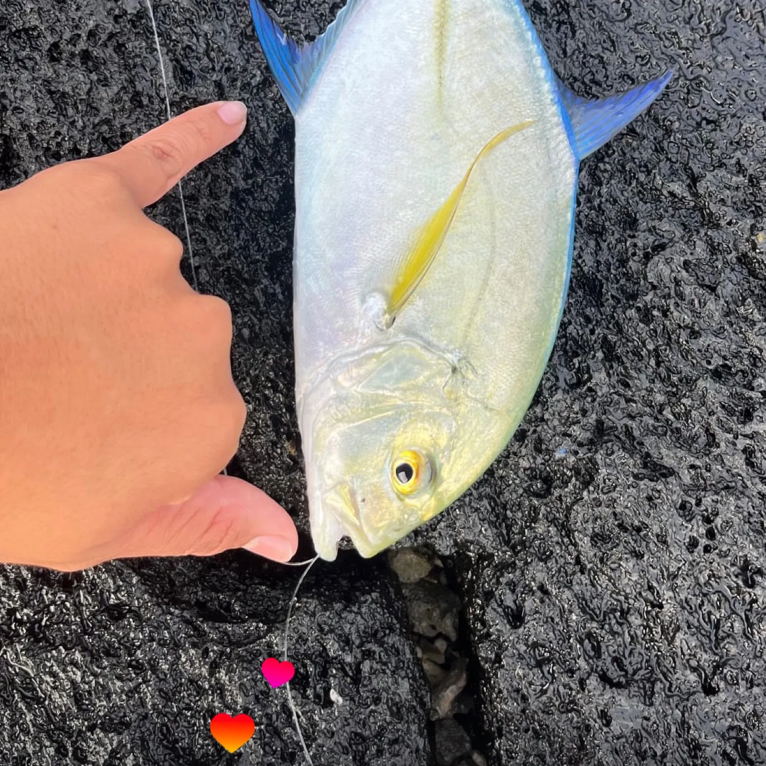 recently logged catches