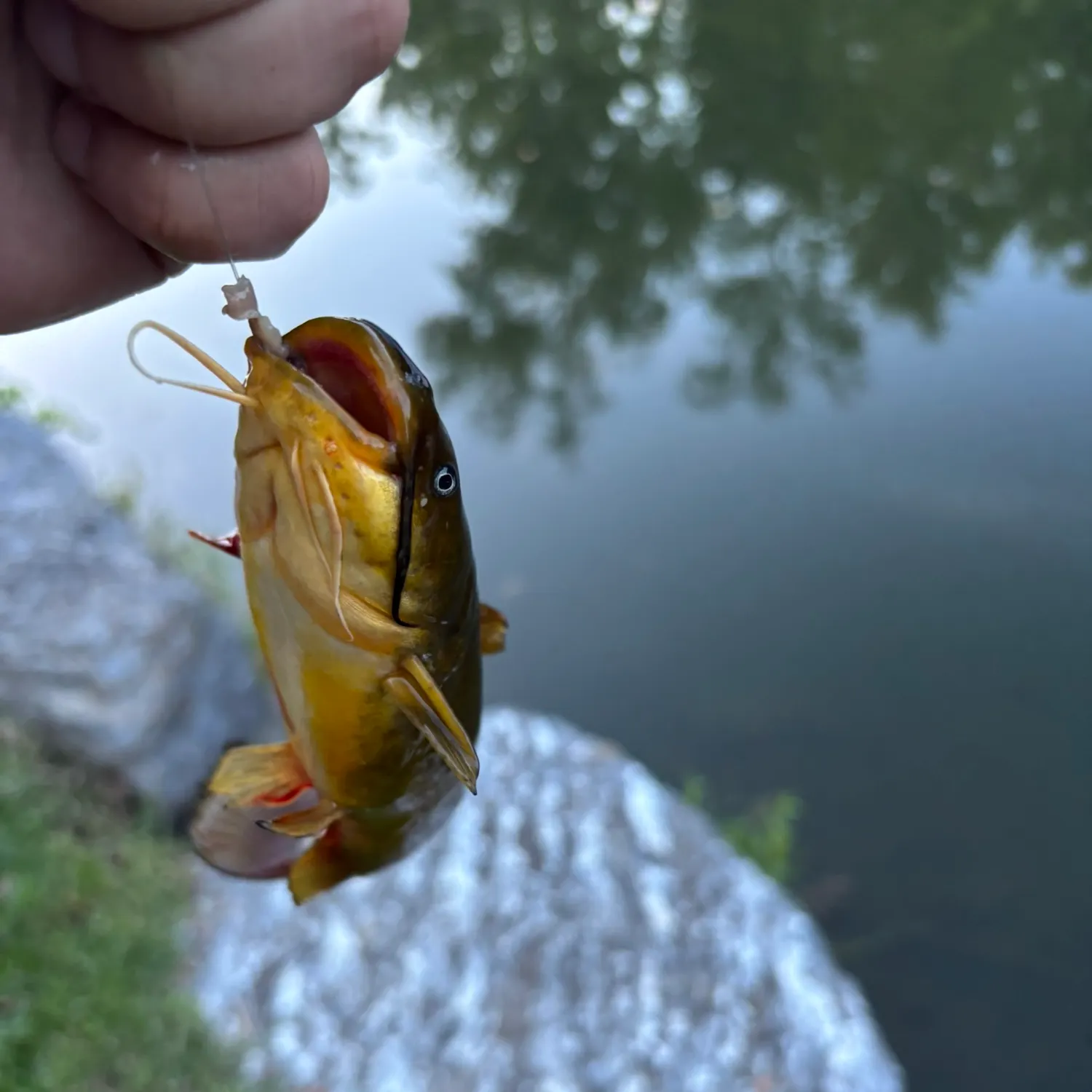 catch