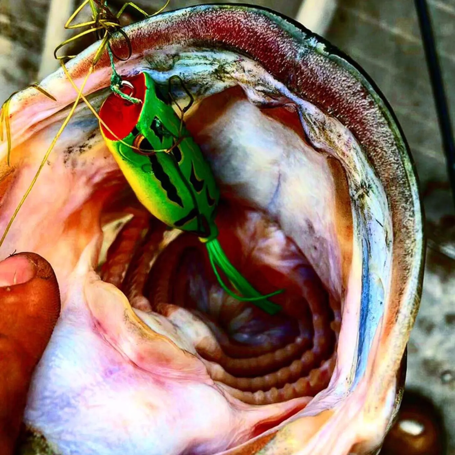 angler catch