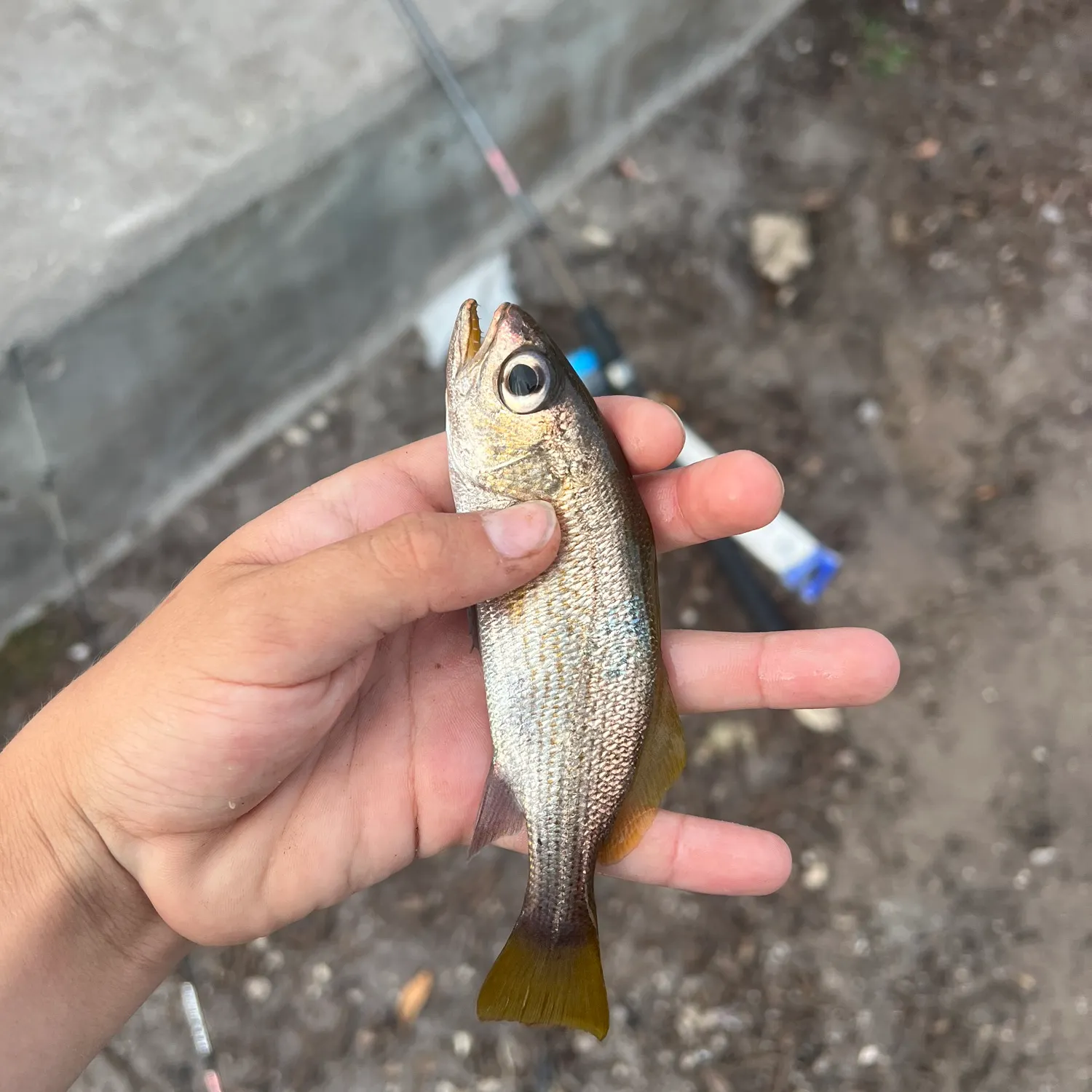 The most recent Reef croaker catches on Fishbrain