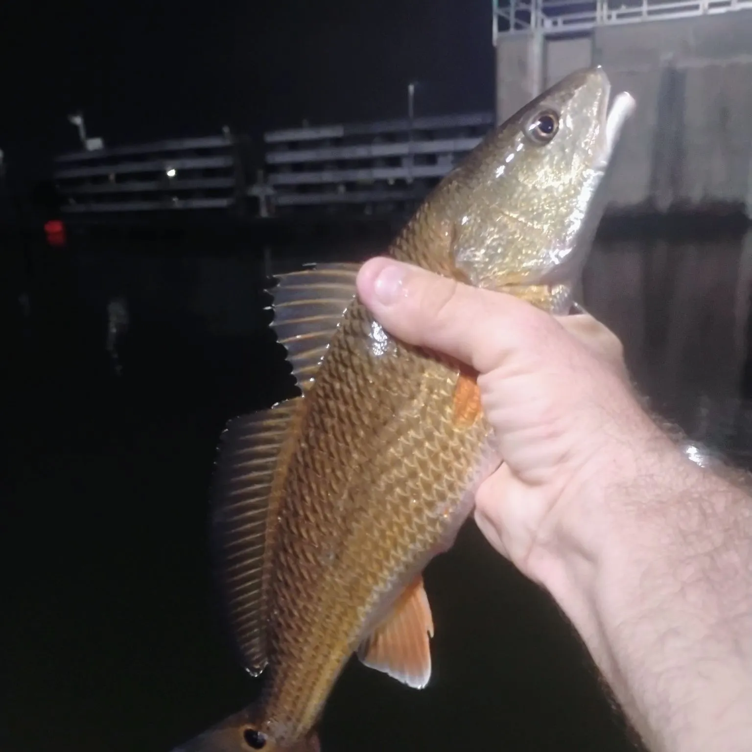 Red drum caught on Fishbrain