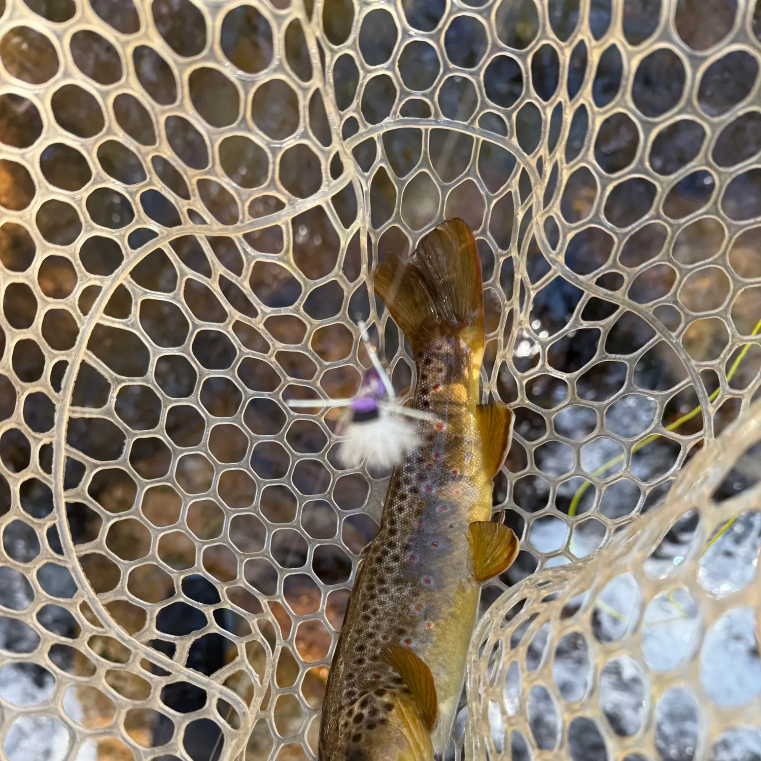 Brown trout caught on Fishbrain