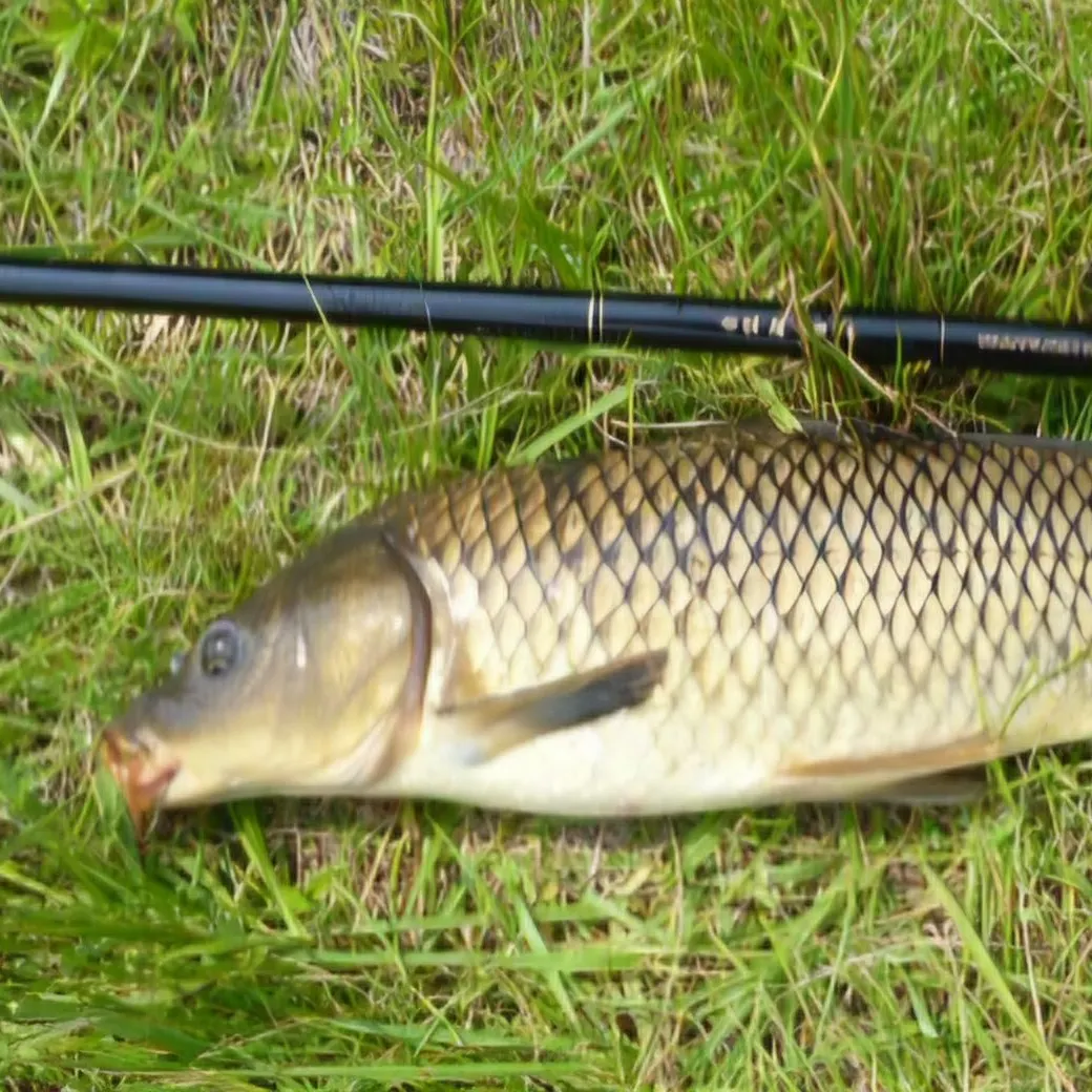 Common carp caught on Fishbrain