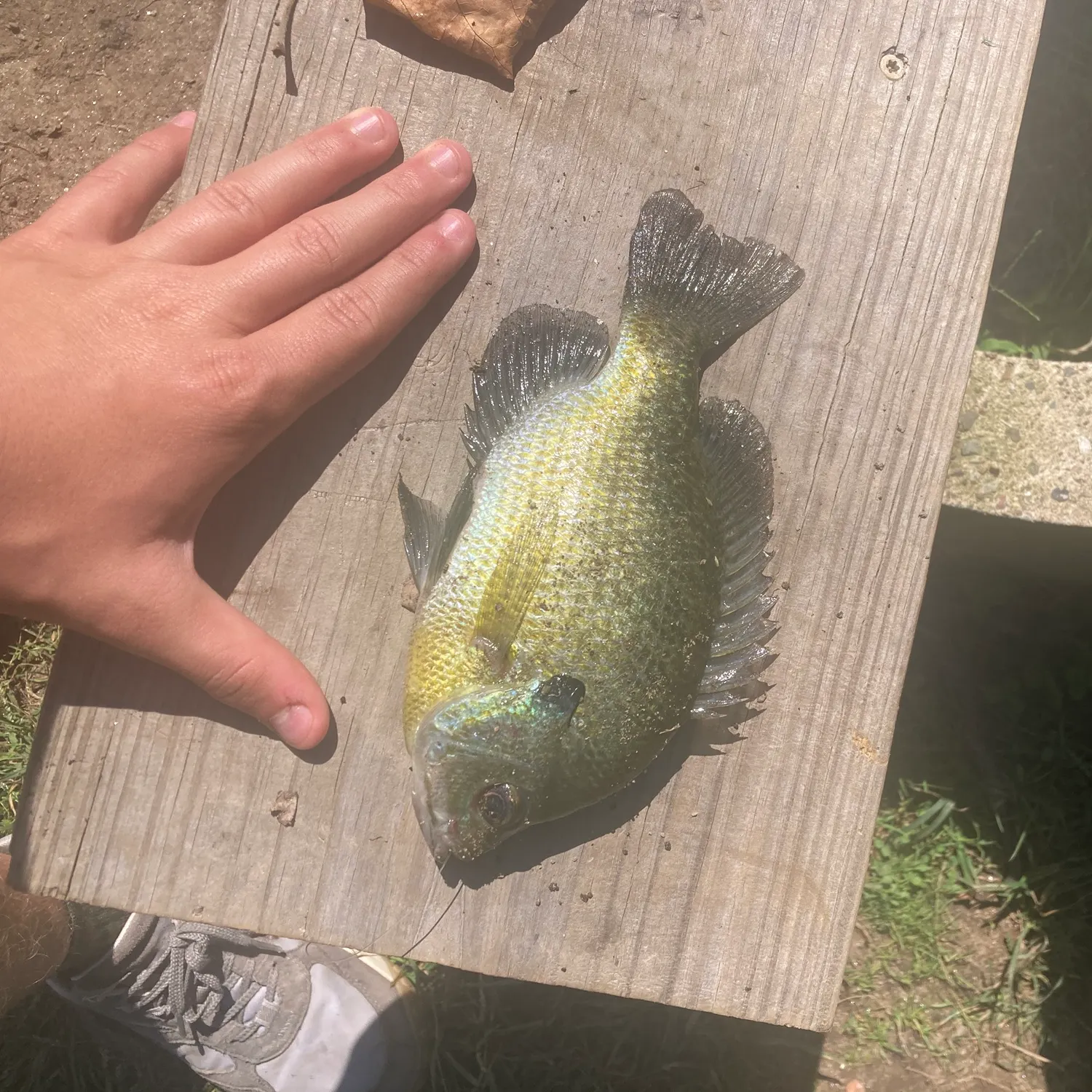 Bluegill caught on Fishbrain