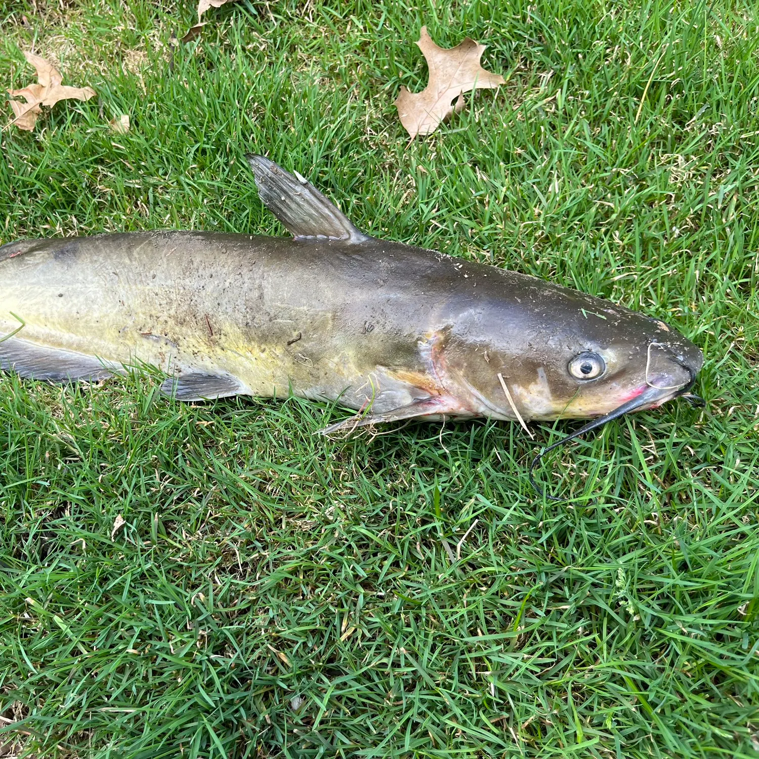 angler catch