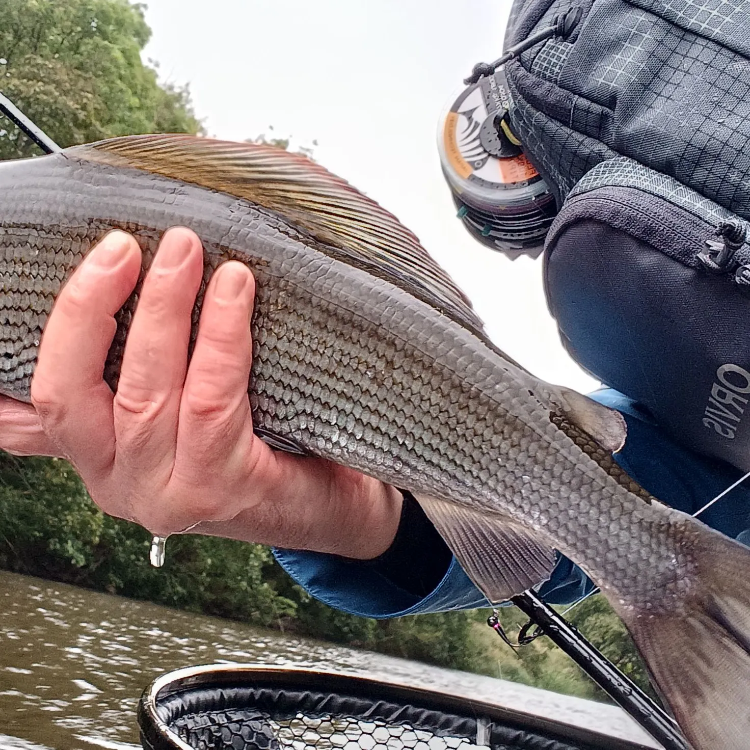 European grayling caught on Fishbrain