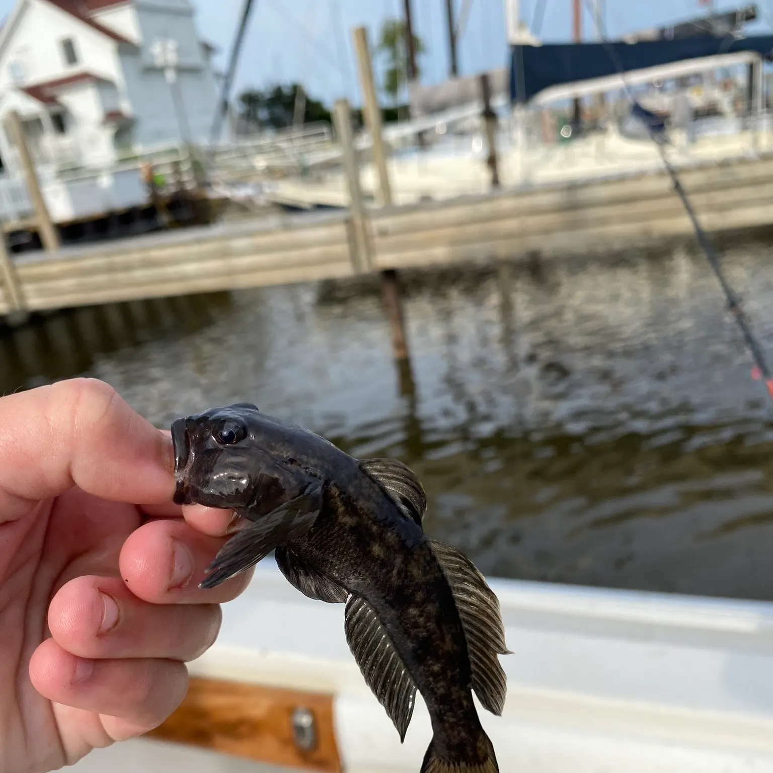 The most recent Round goby catches on Fishbrain