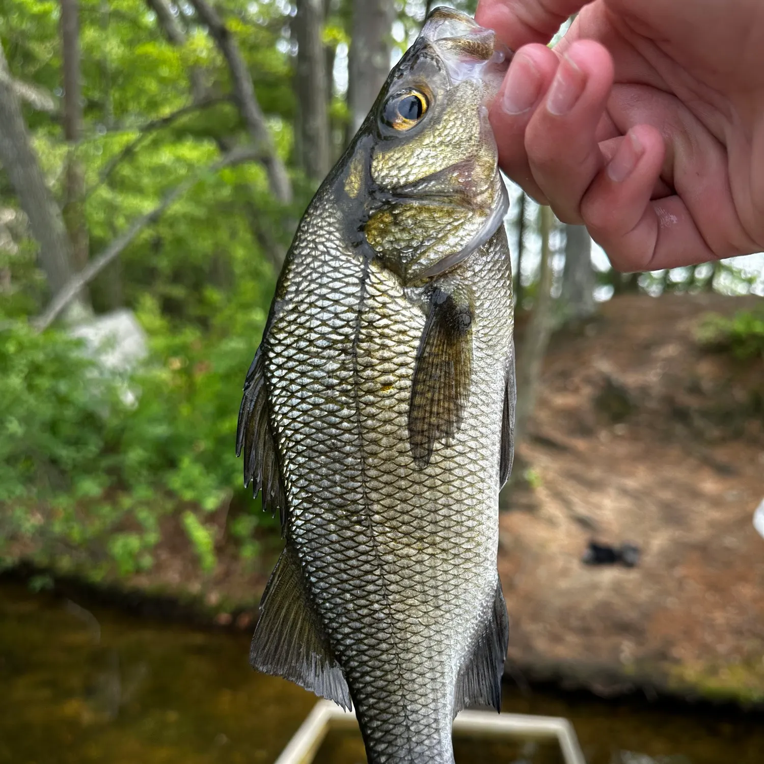 angler catch