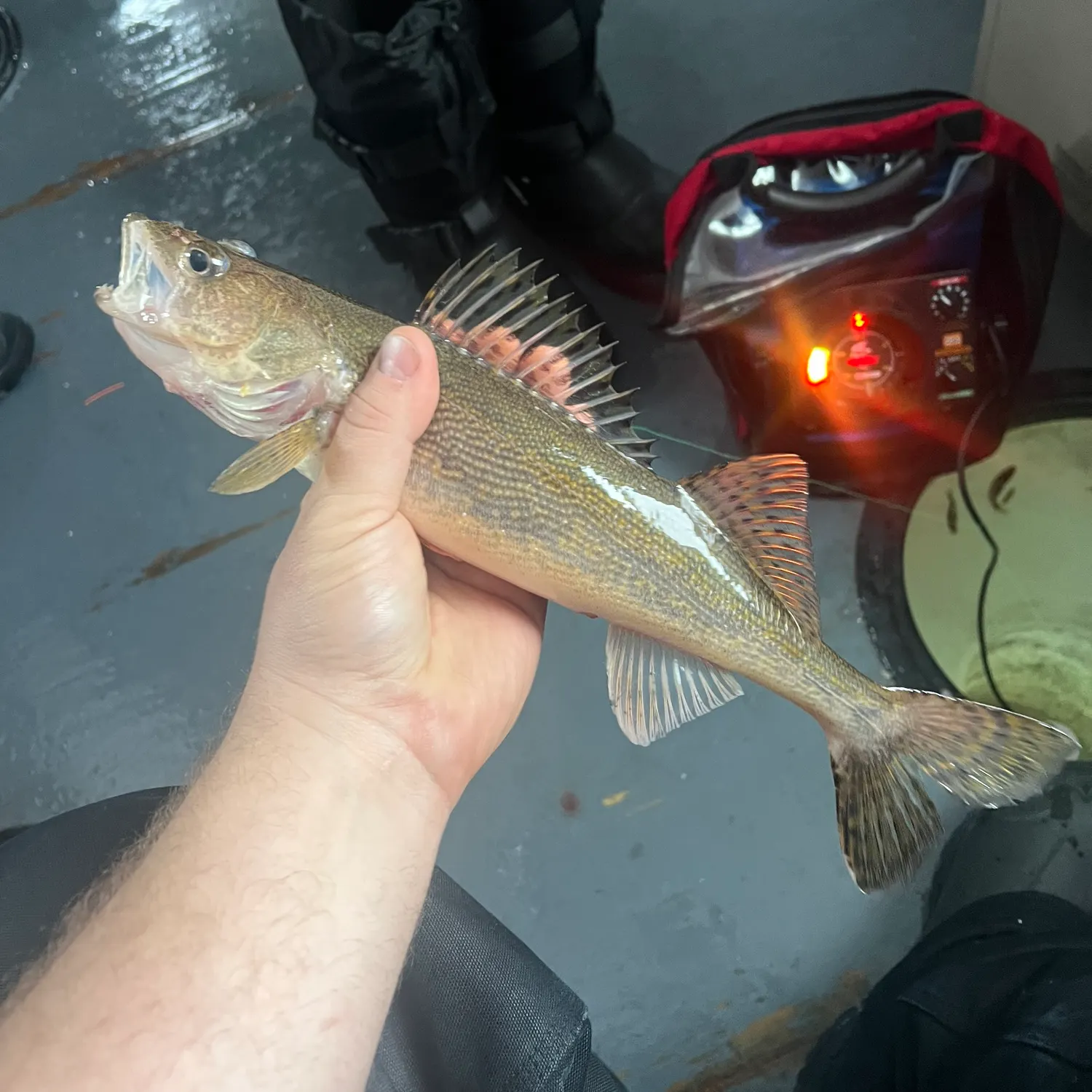 The most recent Sauger catches on Fishbrain