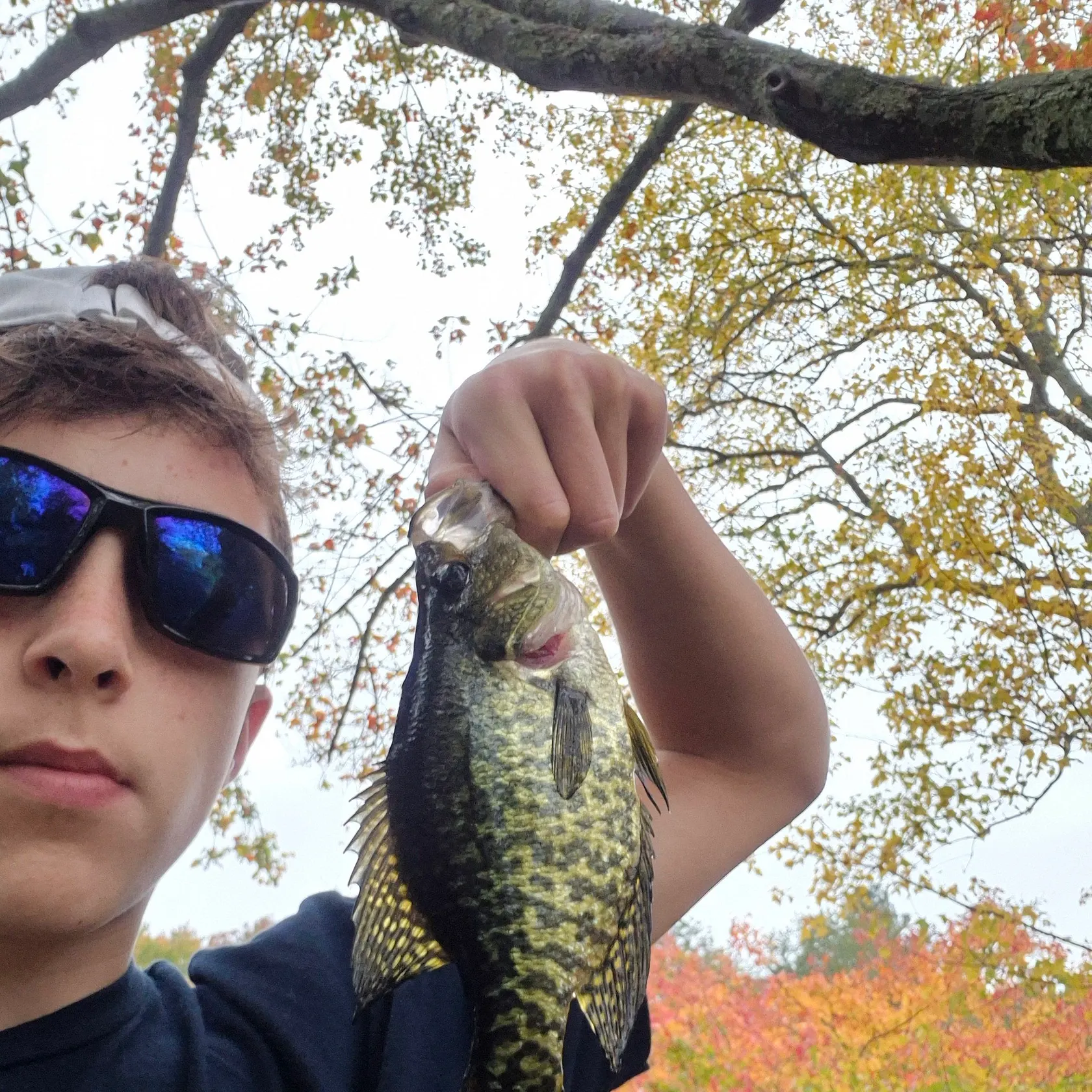 Black crappie caught on Fishbrain