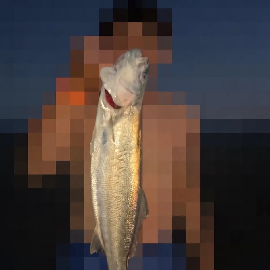 The most recent Shortfin corvina catches on Fishbrain