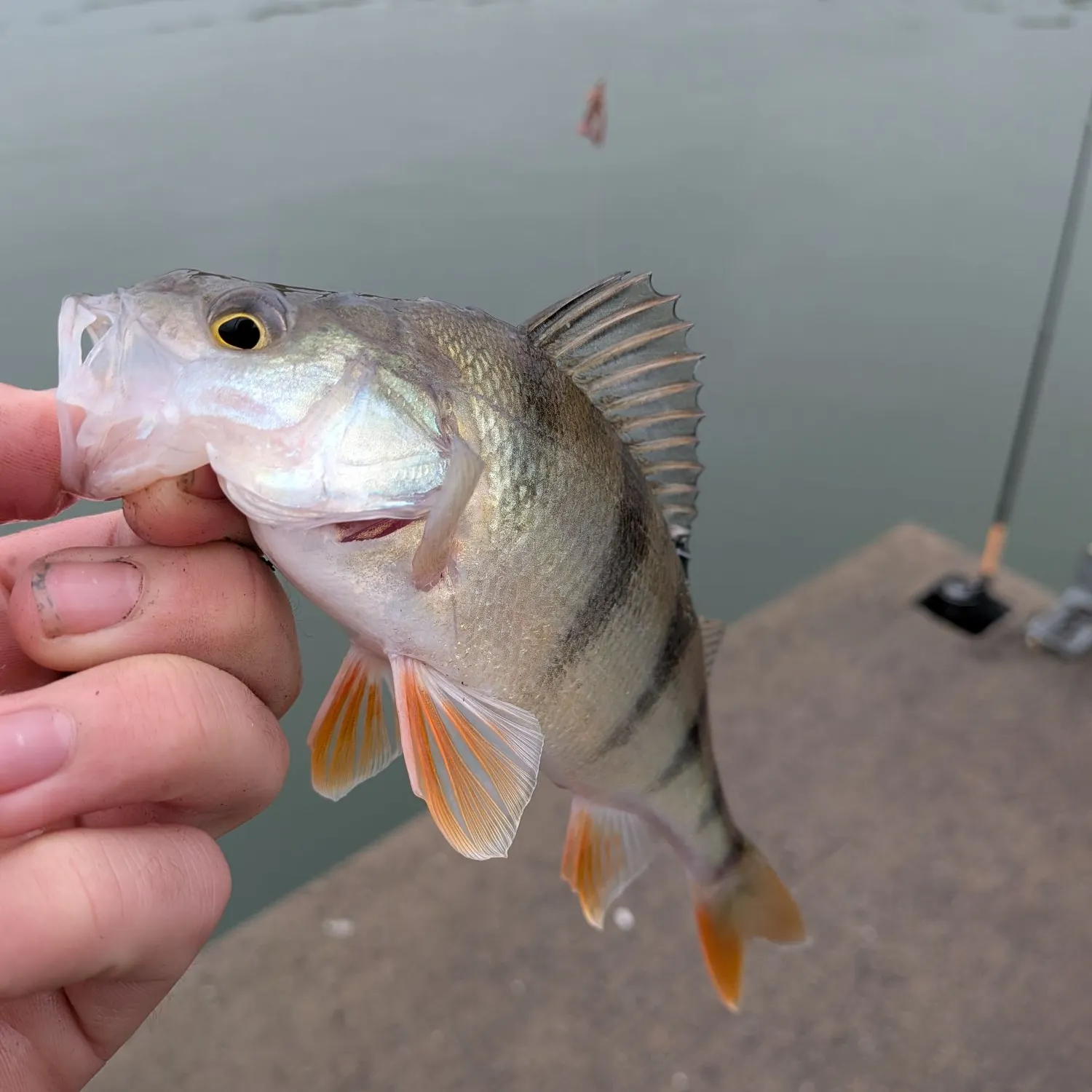 European perch caught on Fishbrain