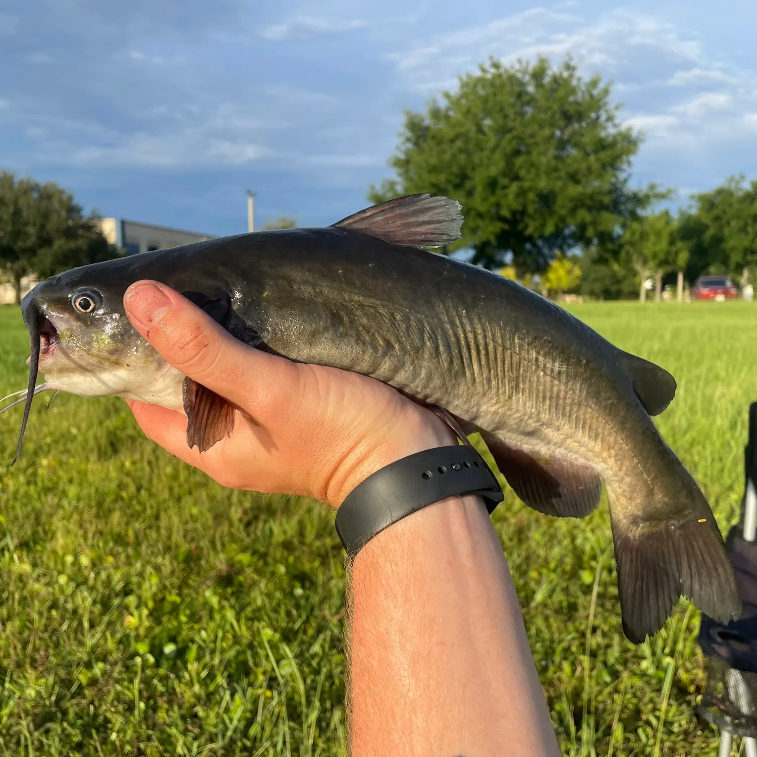 catch