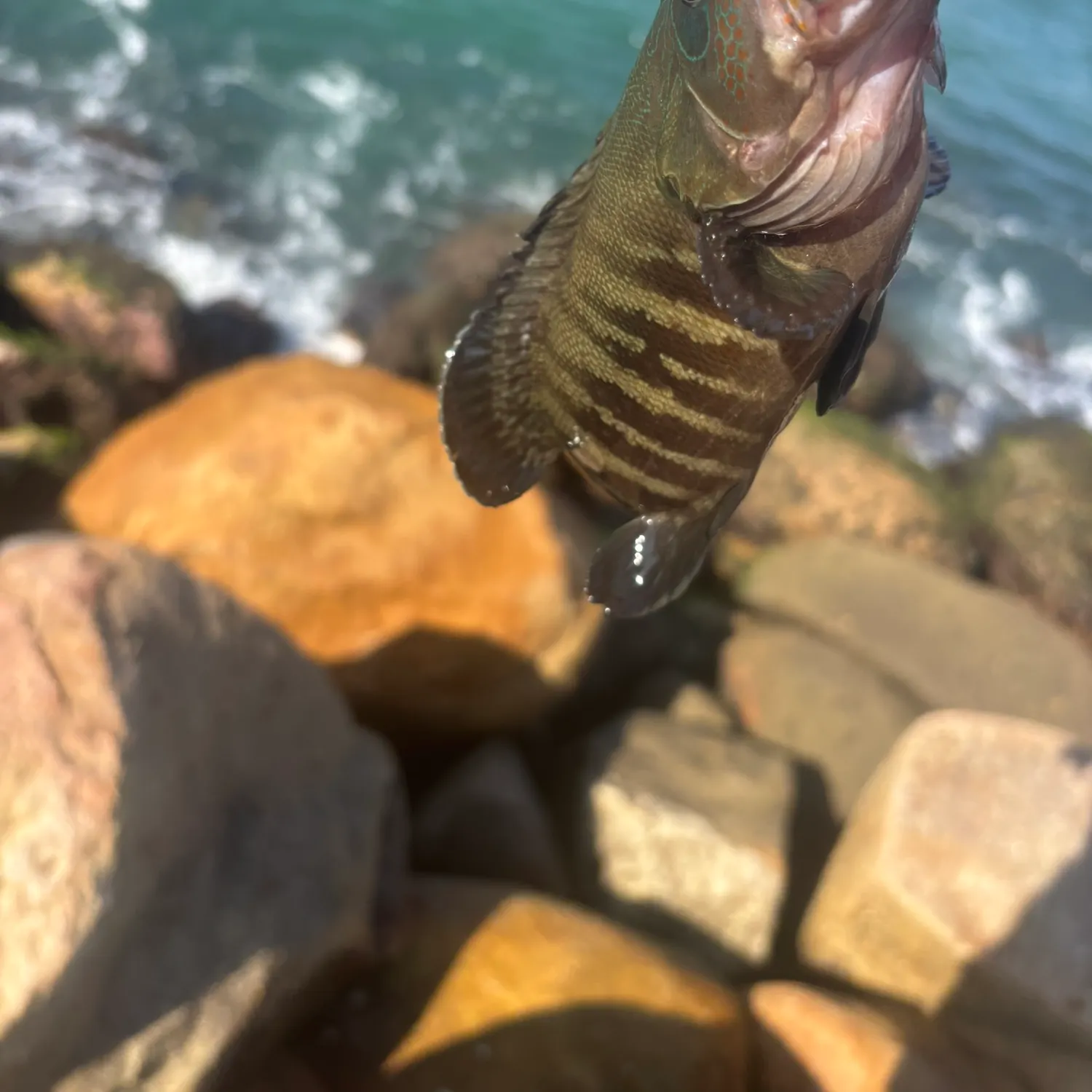 The most recent Pacific graysby grouper catches on Fishbrain