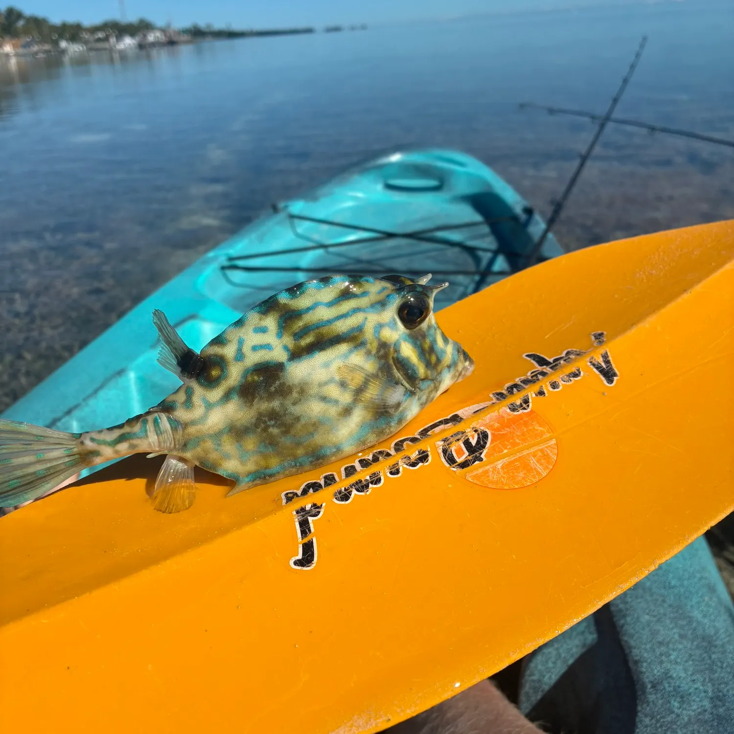 The most recent Scrawled cowfish catches on Fishbrain